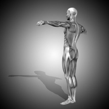 insan anatomisi modeli