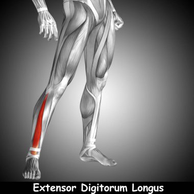 Anatomik kavramı 3d çizim