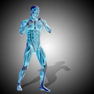 insan anatomisi modeli