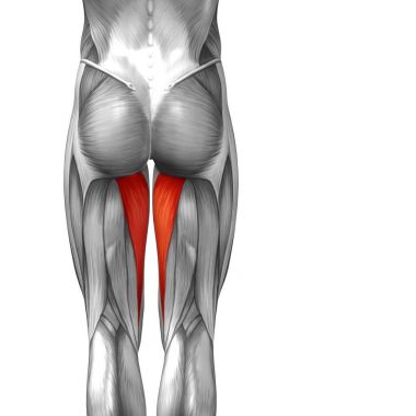Anatomik kavramı 3d çizim