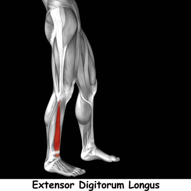 Anatomik kavramı 3d çizim