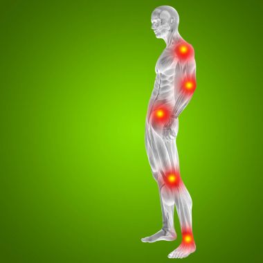 İnsan anatomisi kavramı