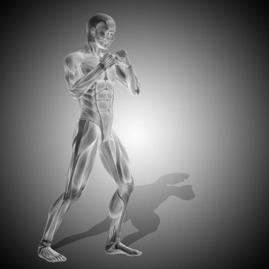 insan anatomisi modeli