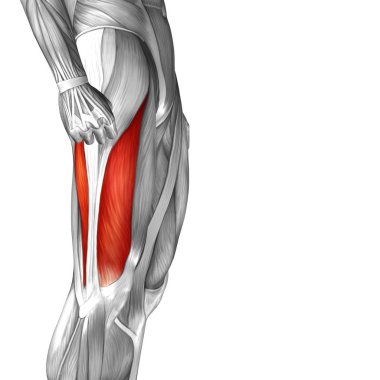 Anatomik kavramı 3d çizim