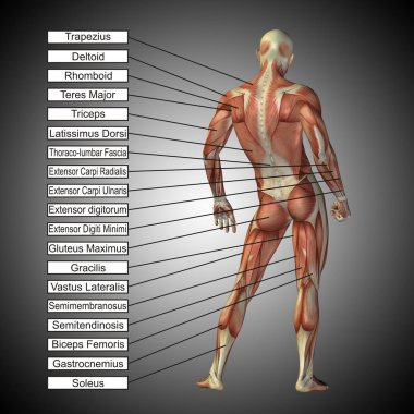 İnsan anatomisi kavramı