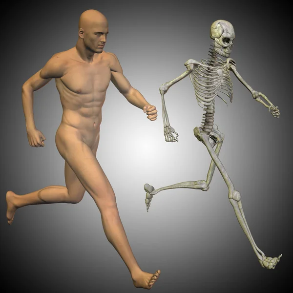 Menselijke anatomie model — Stockfoto