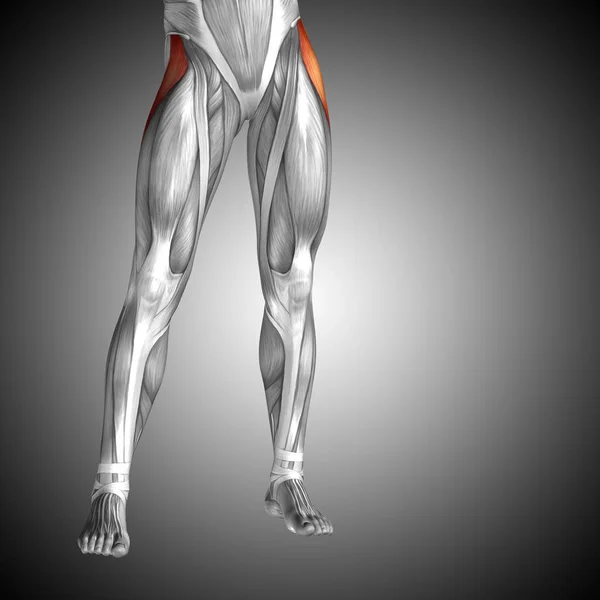 Anatomisches Konzept 3D-Illustration — Stockfoto