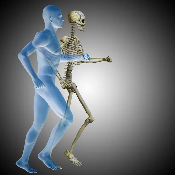 Human anatomy model — Stock Photo, Image
