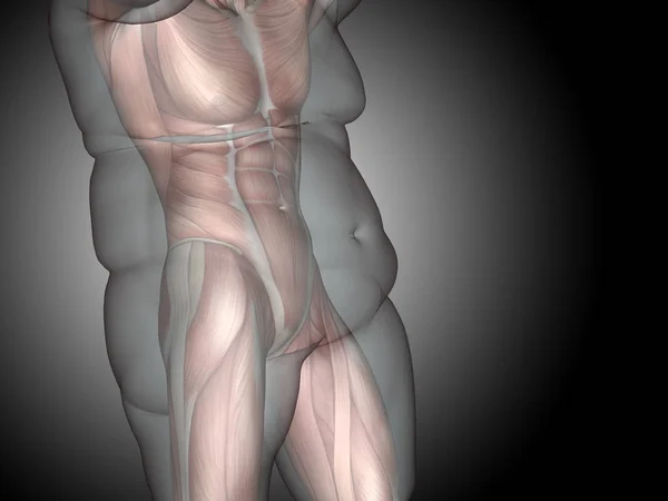 Dieta de grasa 3D con sobrepeso vs ajuste delgado — Foto de Stock