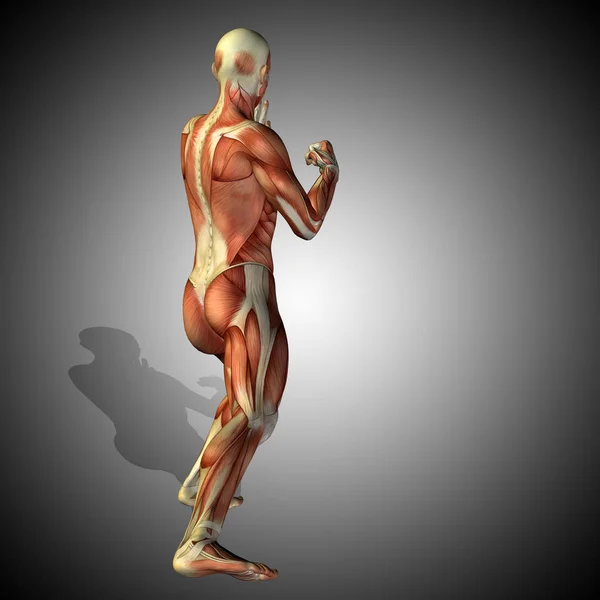 人体解剖模型 — 图库照片