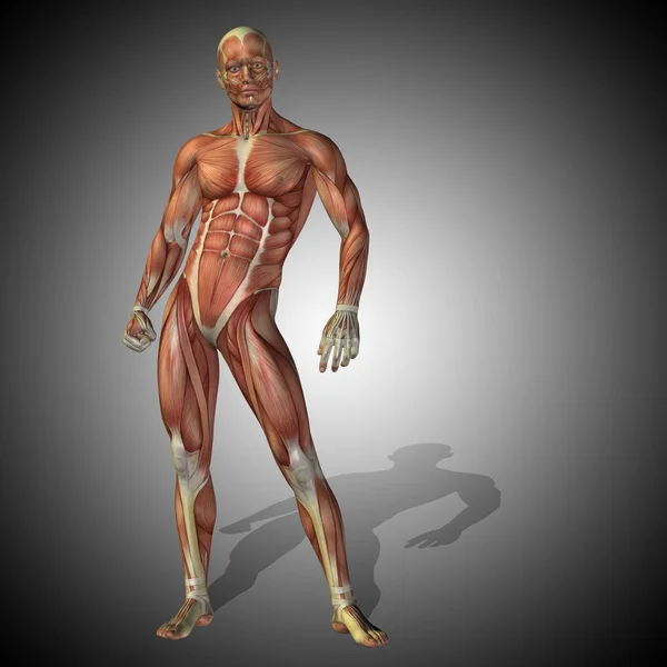 Concepto de anatomía humana — Foto de Stock