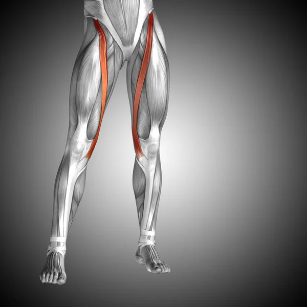 Anatomische Concept 3d illustratie — Stockfoto