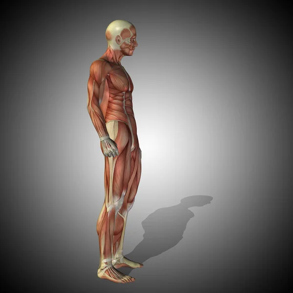 Begreppet människans anatomi — Stockfoto