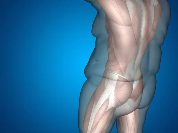 3D жирна надмірна вага проти тонкої дієти — стокове фото