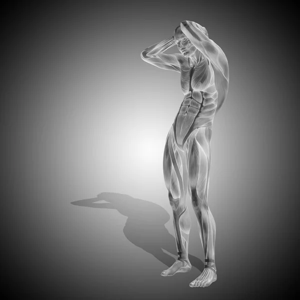 Human anatomy model — Stock Photo, Image