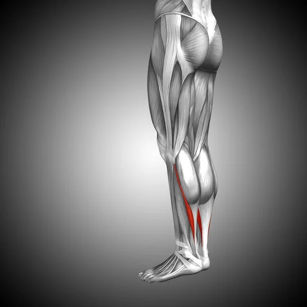 Conceito anatômico ilustração 3D — Fotografia de Stock