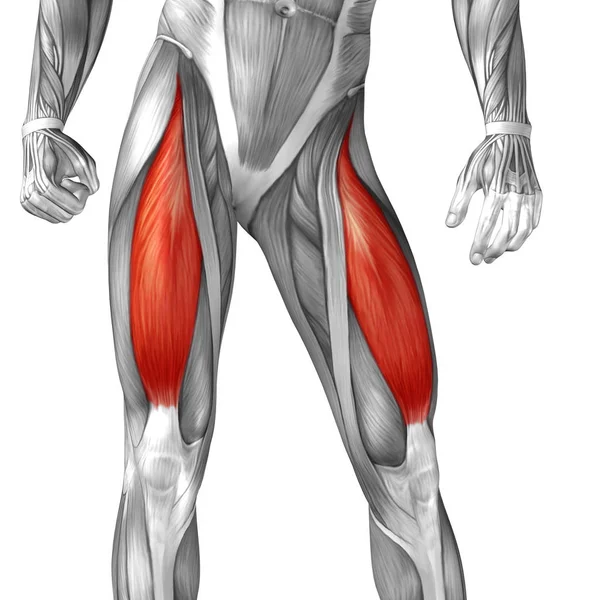 Koncepcja anatomiczny 3d ilustracja — Zdjęcie stockowe