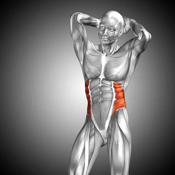 Concepto anatómico Ilustración 3D — Foto de Stock