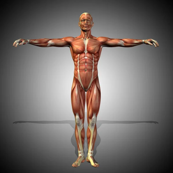 Människans anatomi modell — Stockfoto