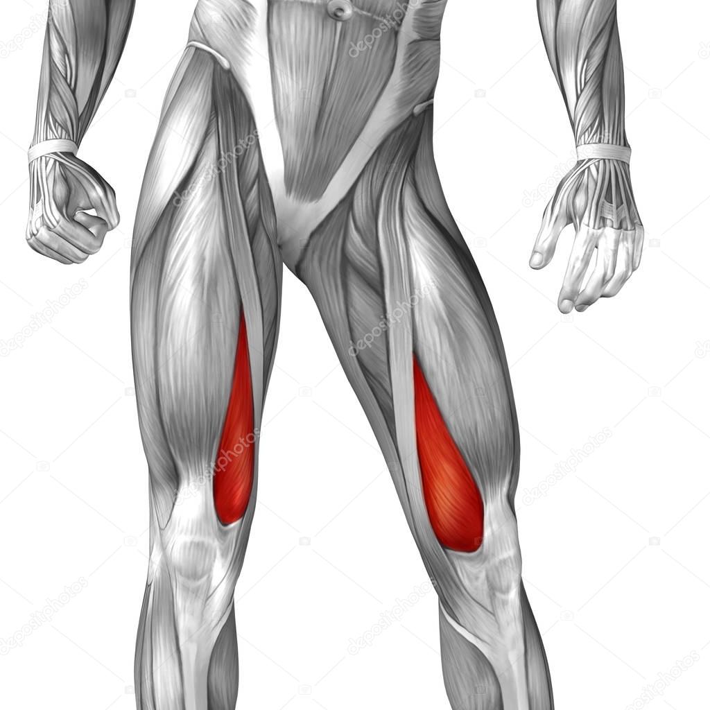 Anatomical Concept 3D illustration 
