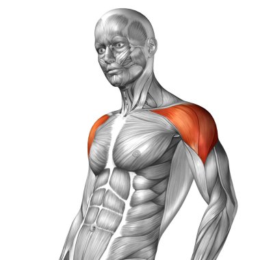 Anatomik kavramı 3d çizim