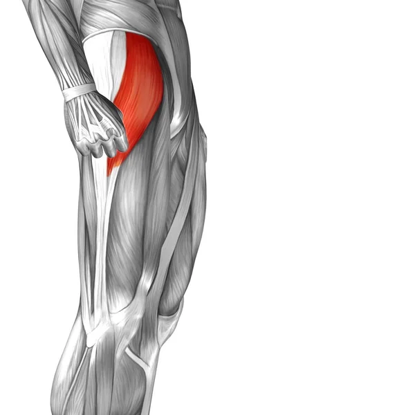 Anatomik kavramı 3d çizim — Stok fotoğraf