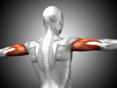 insan triceps kas anatomisi