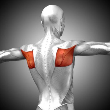 insan arka anatomisi