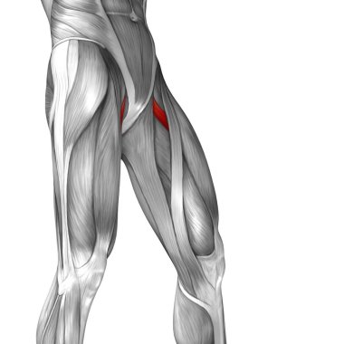 human upper legs anatomy  clipart