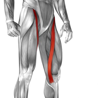 insan üst bacaklar anatomisi 