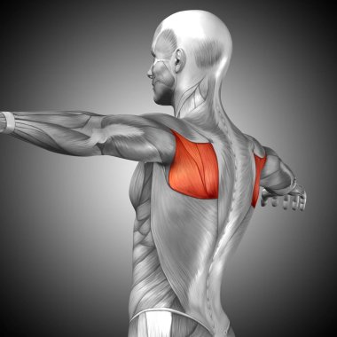 insan arka anatomisi