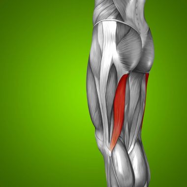 insan üst bacaklar anatomisi 