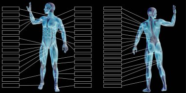  3D insan anatomisi