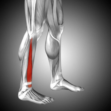 insan alt bacaklar anatomisi 