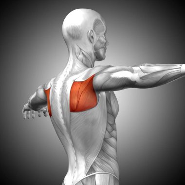 insan arka anatomisi