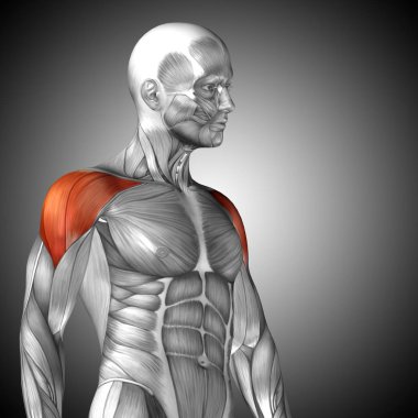 insan göğüs anatomisi