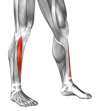 insan alt bacaklar anatomisi