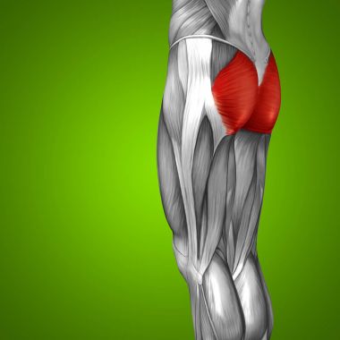 insan üst bacaklar anatomisi 