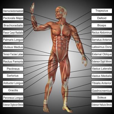  erkek ya da insan anatomisi
