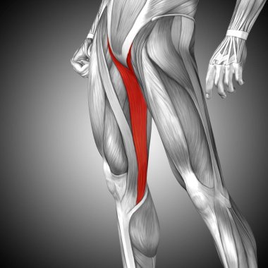 insan üst bacaklar anatomisi 