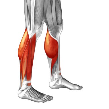 insan alt bacaklar anatomisi