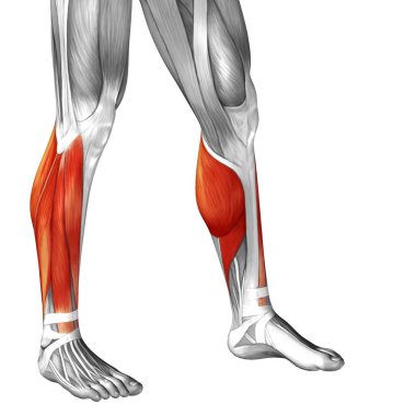 insan alt bacaklar anatomisi