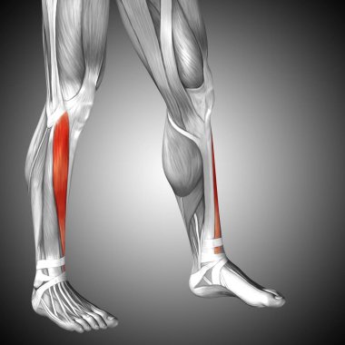 insan alt bacaklar anatomisi 