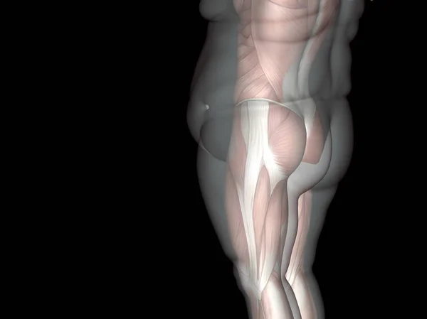 3D illustratie vet overgewicht vs slank — Stockfoto
