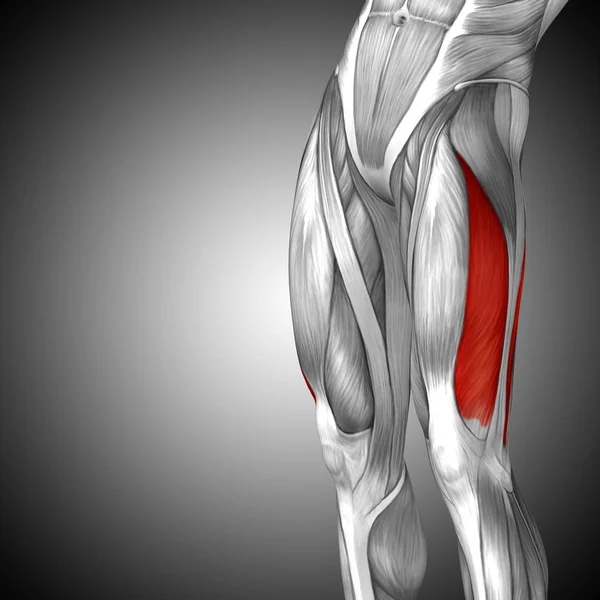 human upper legs anatomy