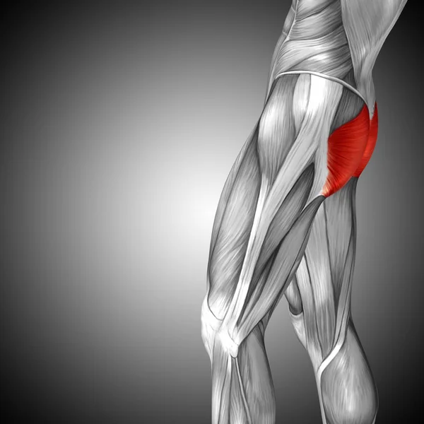 human upper legs anatomy