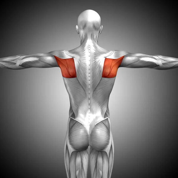 Ilustracja triceps anatomii człowieka — Zdjęcie stockowe