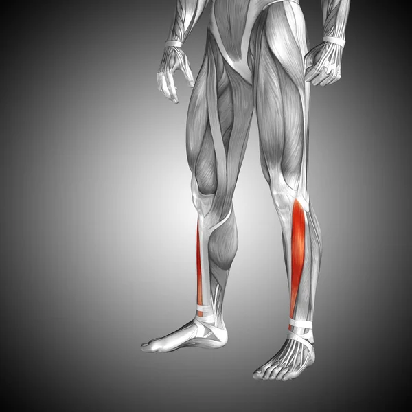 human lower legs anatomy