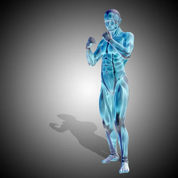 Fuerte anatomía corporal masculina — Foto de Stock