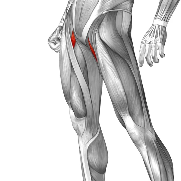 Anatomia człowieka górnej nogi — Zdjęcie stockowe